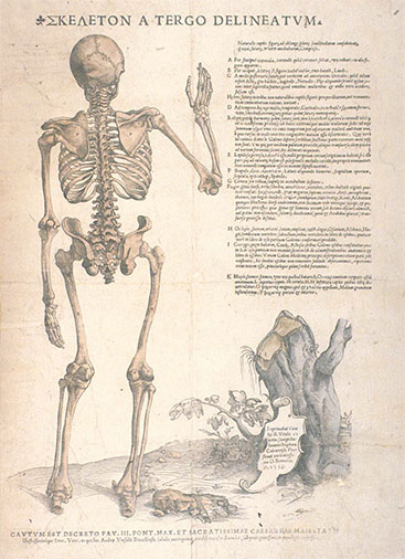 Tabulae Anatomicae, click for larger image