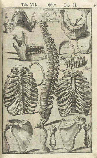 Tabulae Anatomicae, click for larger image