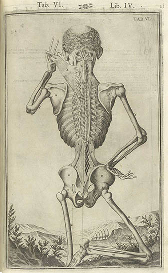 Tabulae Anatomicae, click for larger image