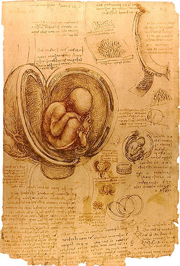 Fetus and Womb, click for larger image