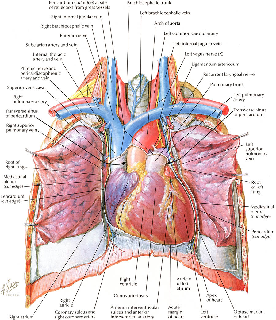 netter anatomy