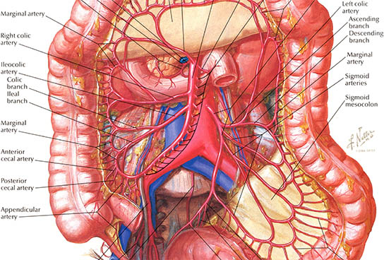 Arteries of Large Intestine, click for larger image