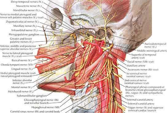 Nerves of Oral and Pharyngeal Regions, click for larger image
