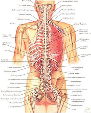 The Spinal Cord in Situ, click for larger image