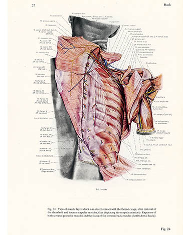 Muscle layer in contact with the thoracic cage, Erich Lepier, click for larger image