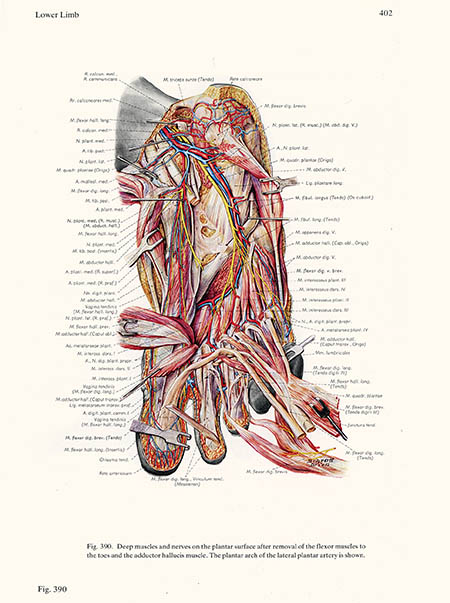 Deep muscles and nerves on the plantar surface, Ludwig Schrott, click for larger image