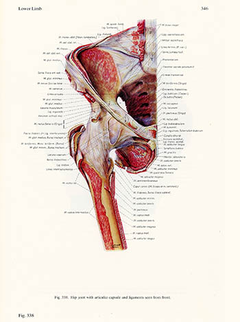 Hip joint seen from front, Ludwig Schrott, click for larger image
