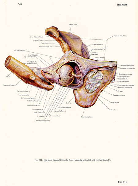 Hip joint opened from the front, click for larger image