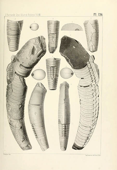 Cyrtoceras, click for larger image