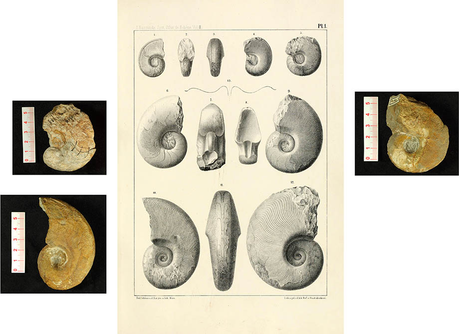 Goniatites bohemicus, click for larger image