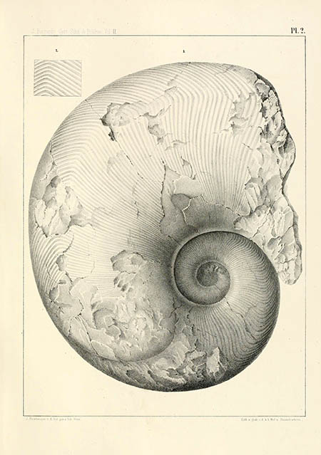 Goniatites bohemicus, click for larger image