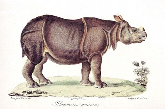Rhinoceros, click for larger image