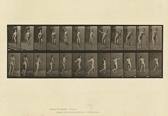 Animal locomotion, click for larger image