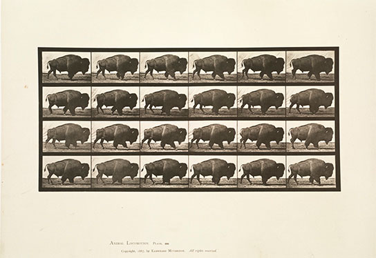 Animal locomotion, click for larger image