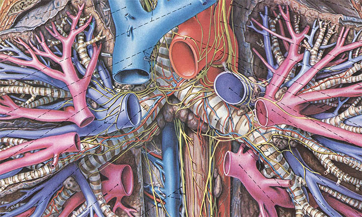 Topographische Anatomie des Menschen