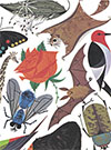 The Golden Book of Biology